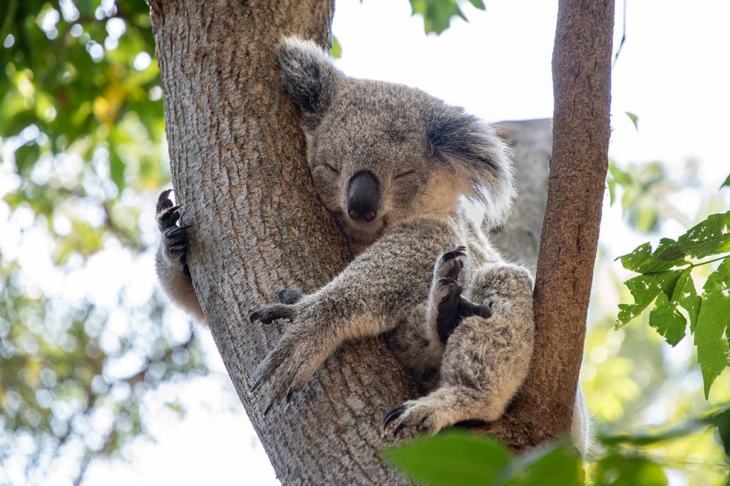 koala, animal, wildlife-7543922.jpg